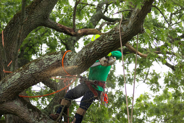 Best Arborist Consultation Services  in USA